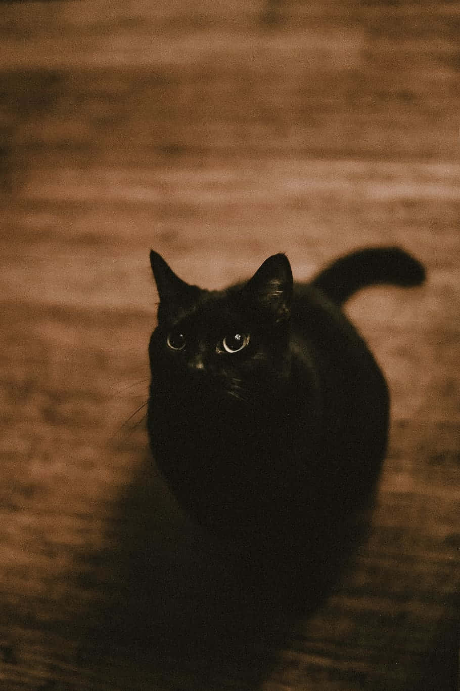 Mystic Black Cat Wooden Floor Wallpaper
