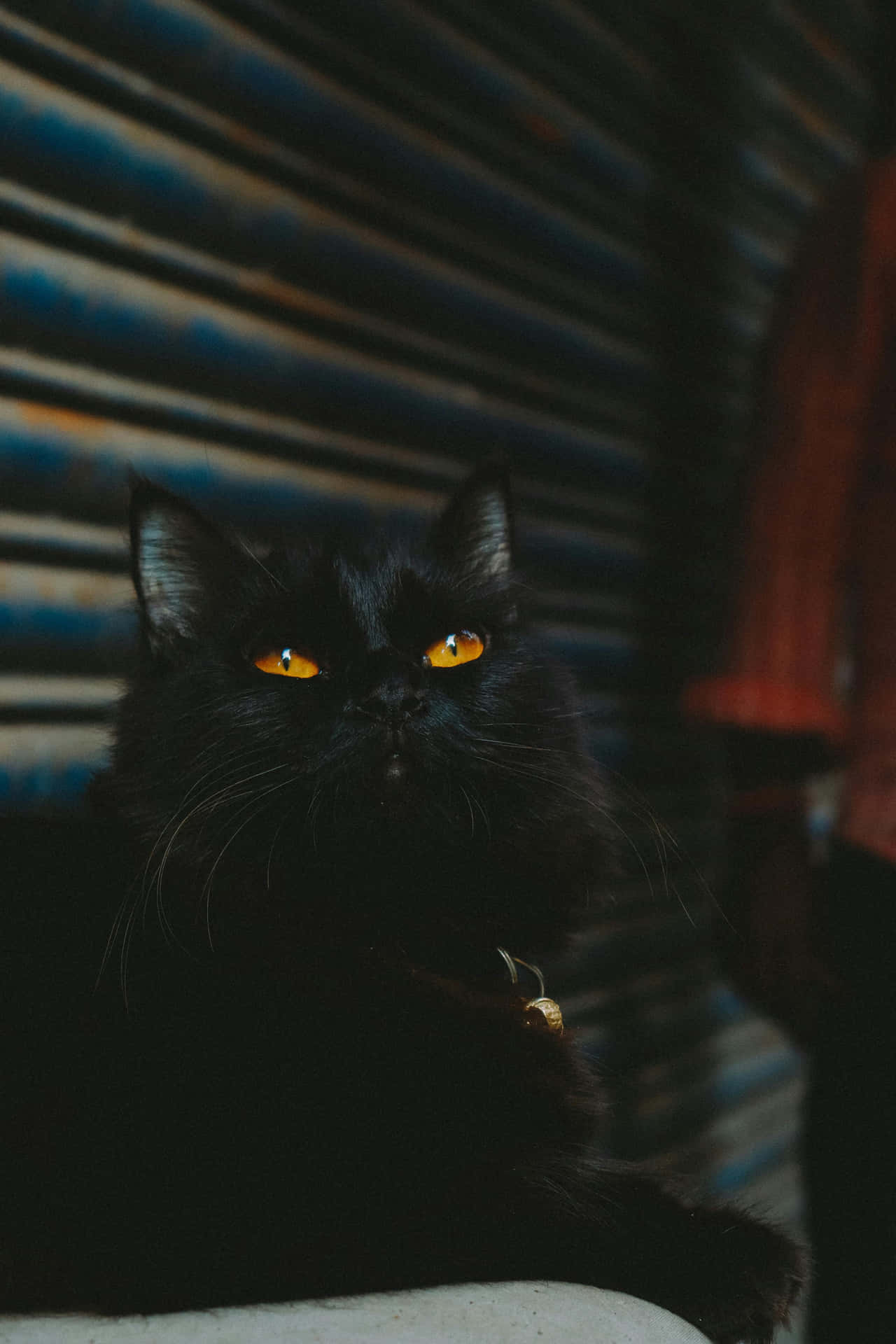 Mystic Black Catwith Golden Eyes Wallpaper