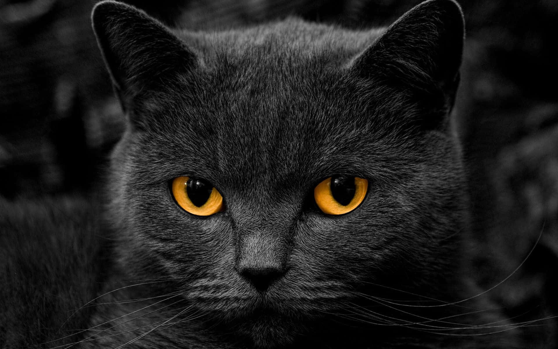 Mystic Black Catwith Intense Yellow Eyes Wallpaper