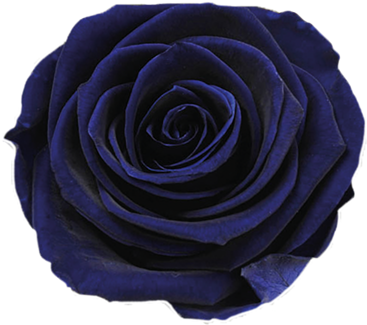 Mystic Blue Rose Closeup PNG