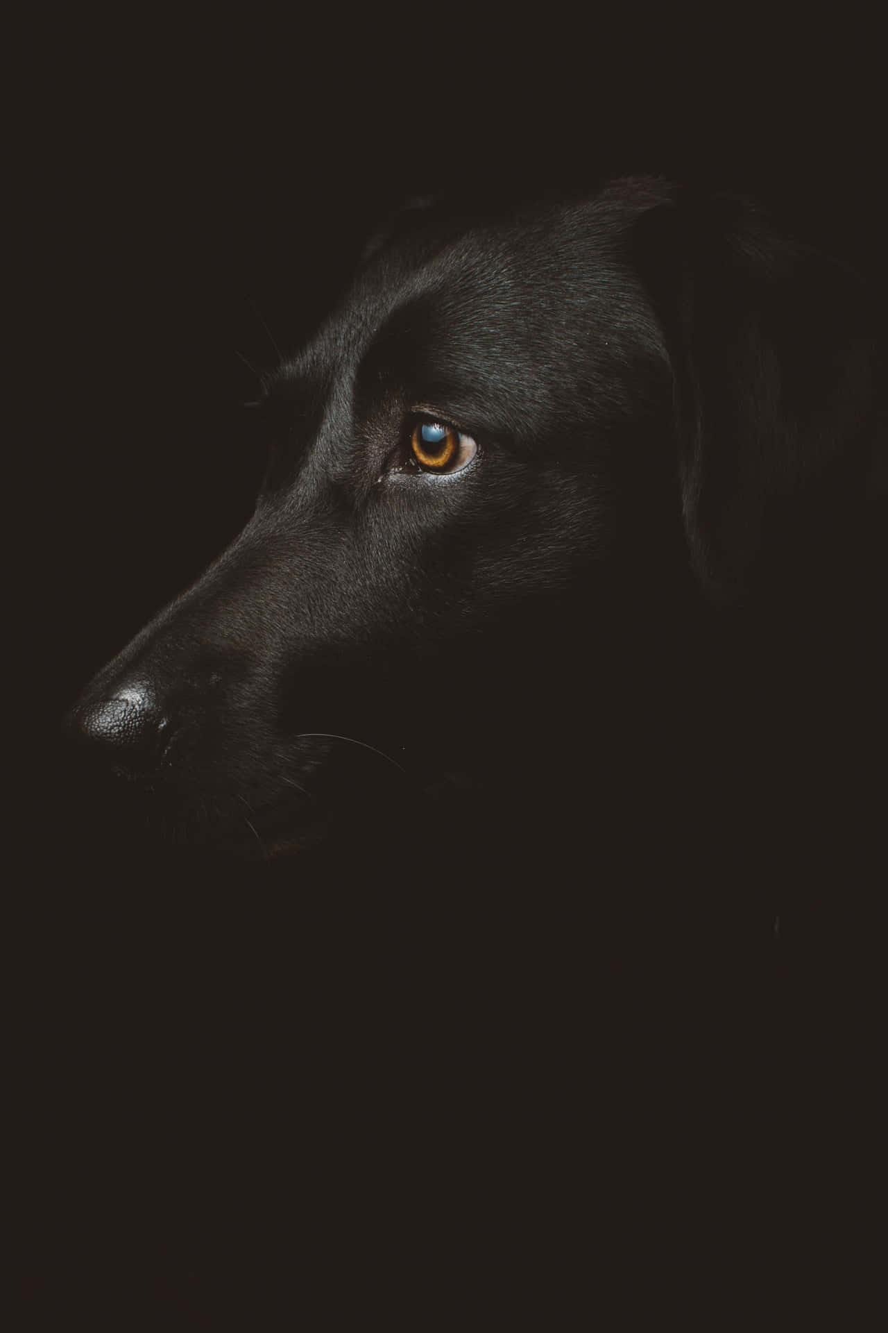 Mystic Canine Gazein Shadow.jpg Wallpaper