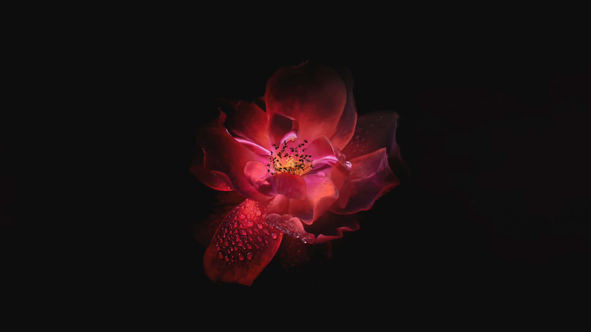 Mystic Enchantment: The Dark Flower Wallpaper