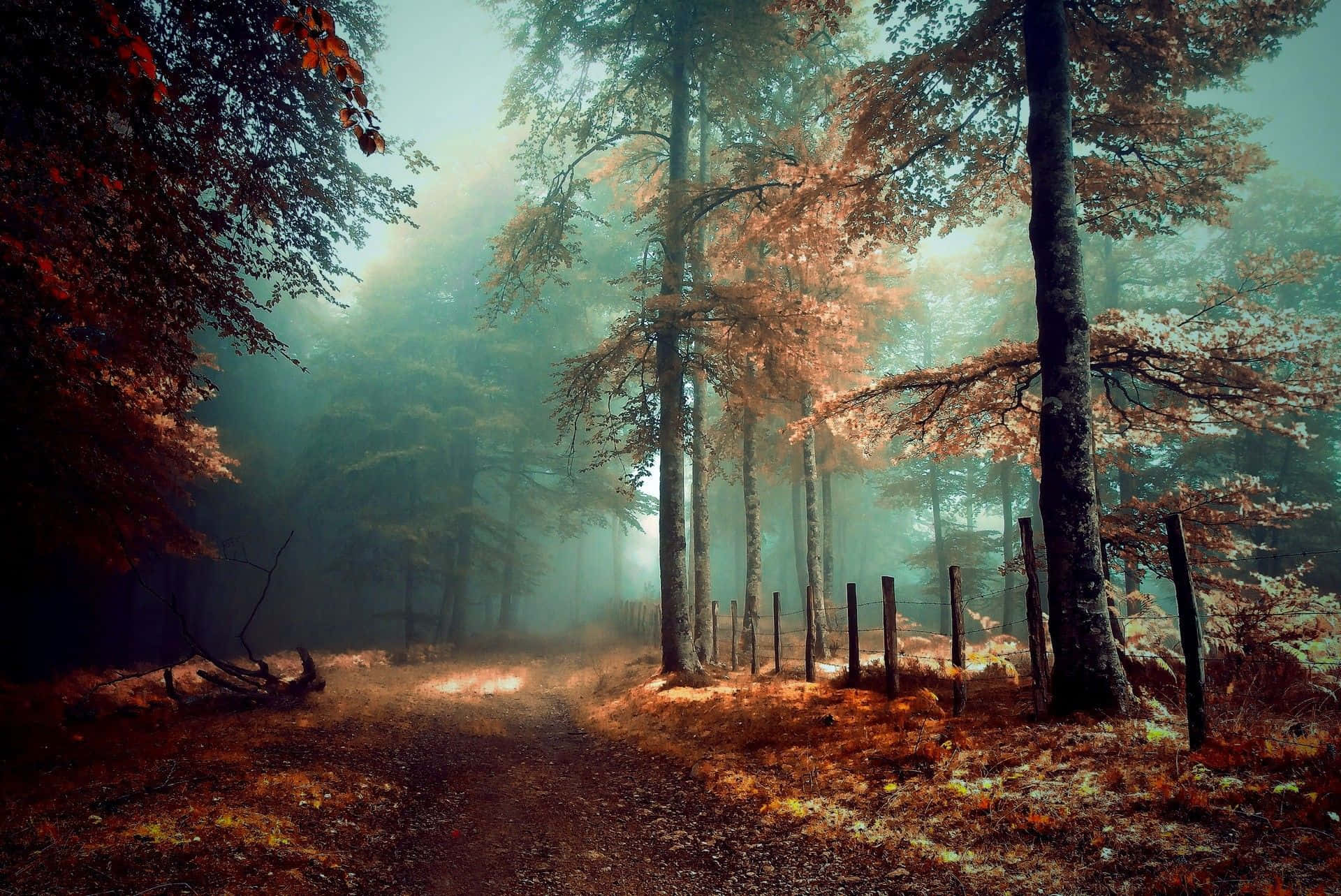 Mystic Forest Fog Fall.jpg Wallpaper