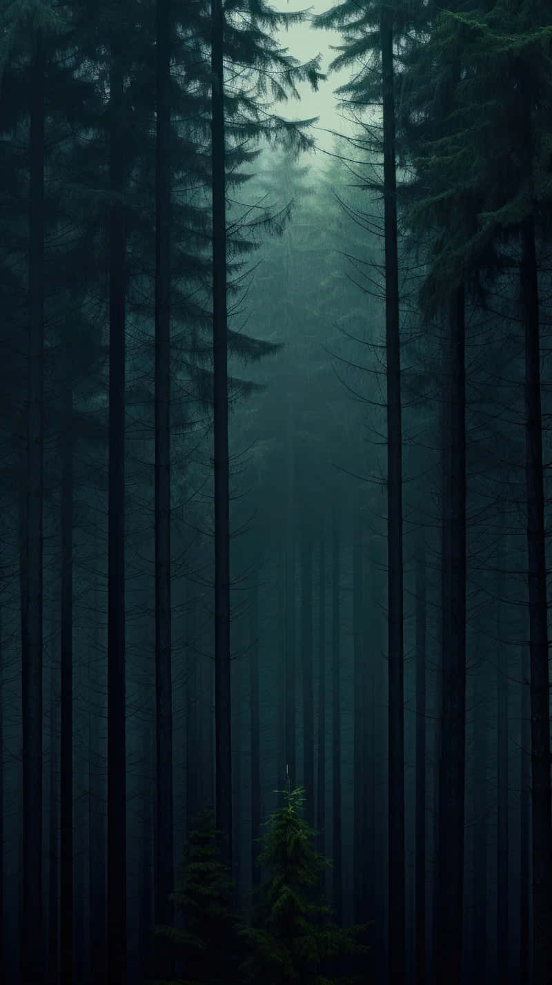 Mystic Forest Fog Wallpaper