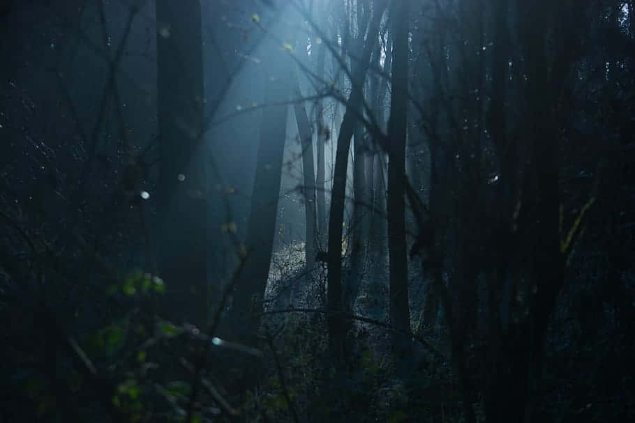 Lumière Matinale Dans La Forêt Mystique Fond d'écran