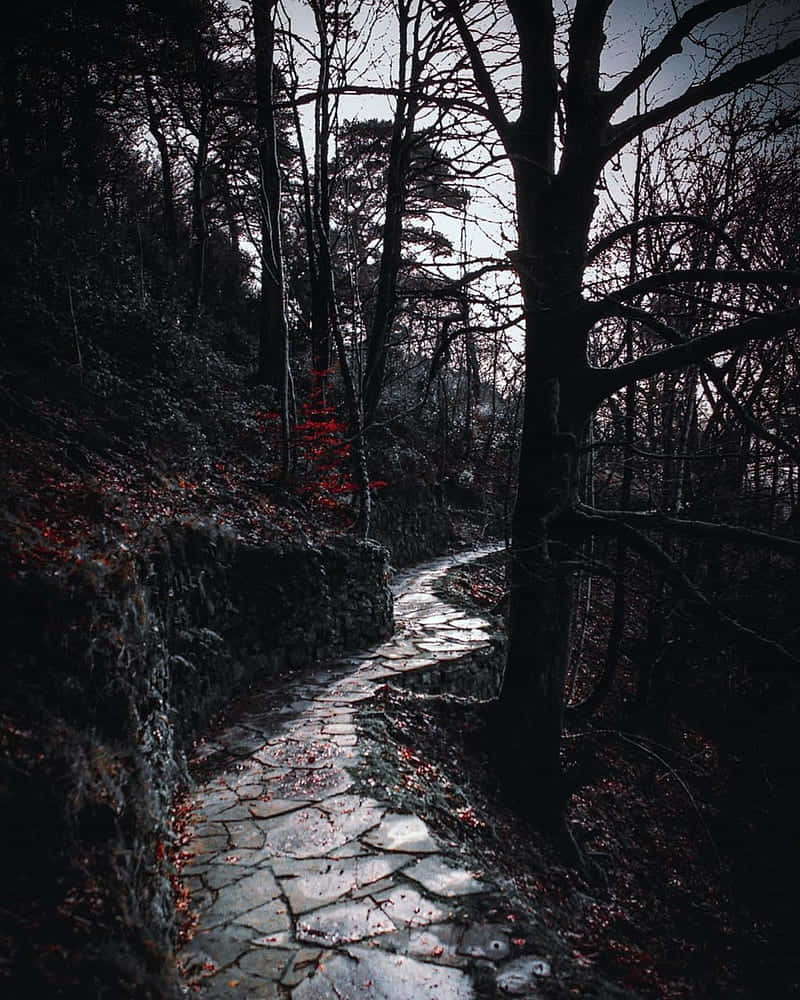 Mystic Forest Path Dark Fall Aesthetic Wallpaper