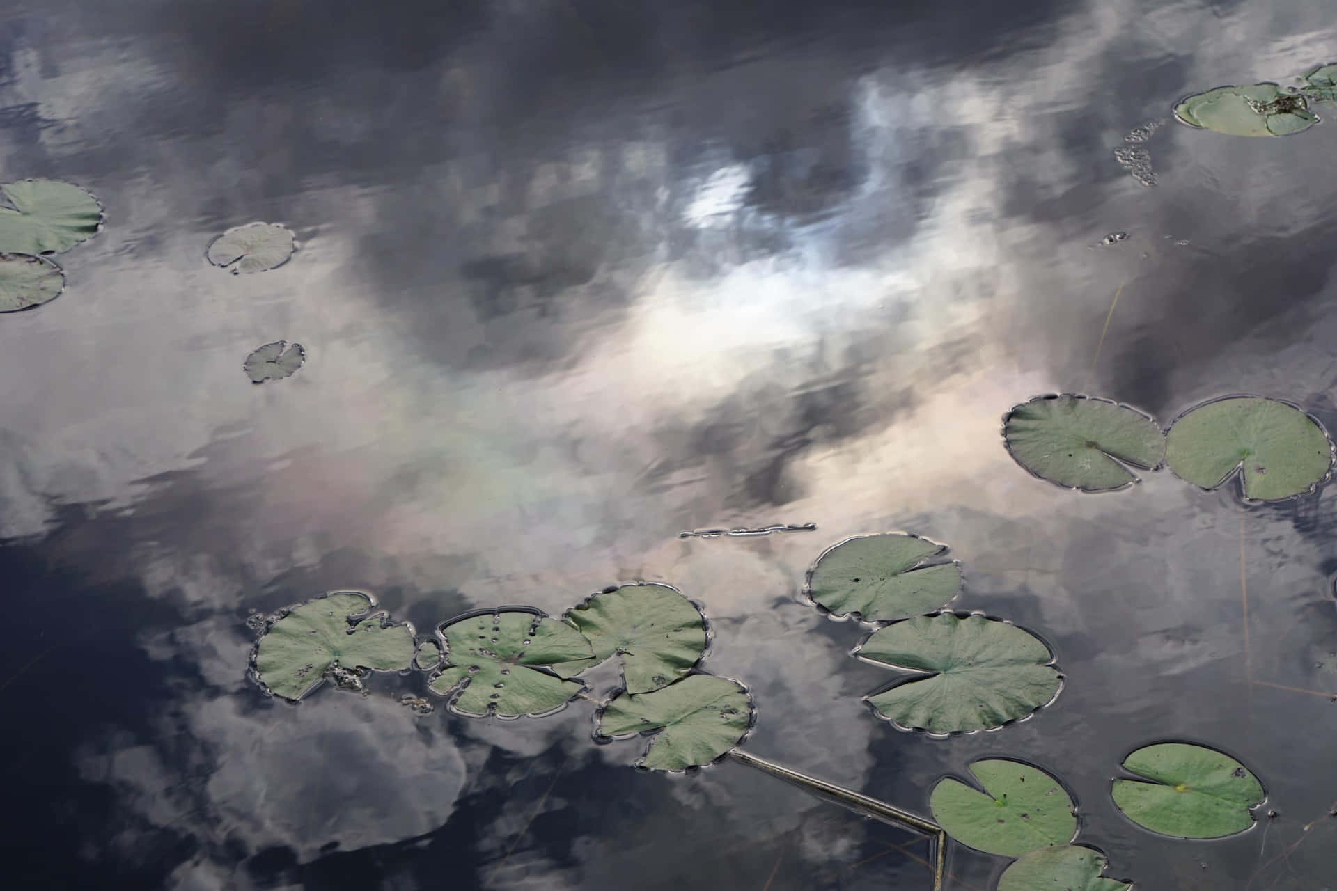 Mystic_ Lily_ Pads_ Reflections Wallpaper