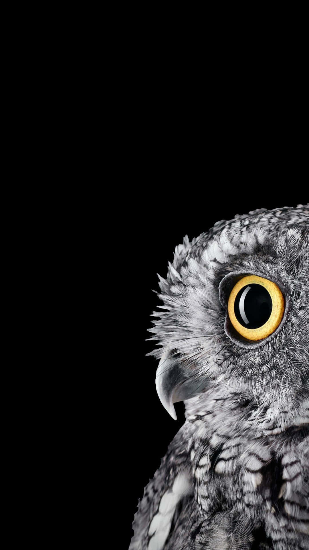 Mystic_ Owl_ Gaze_ Dark_ Background.jpg Wallpaper