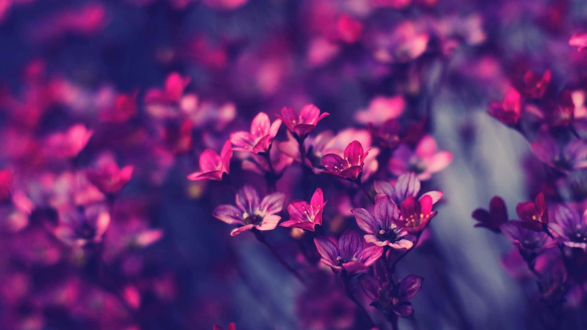 Mystic Purple Flowers Background Wallpaper