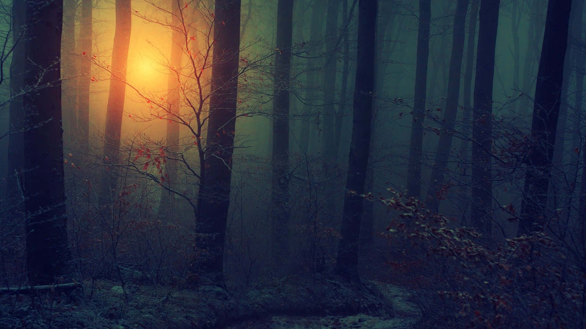 Mystic Sunrisein Foggy Forest.jpg Wallpaper