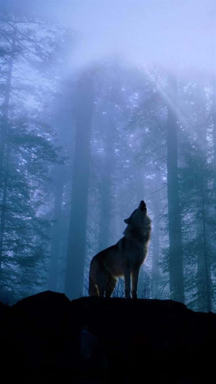 Mystic Wolfin Twilight Forest Wallpaper