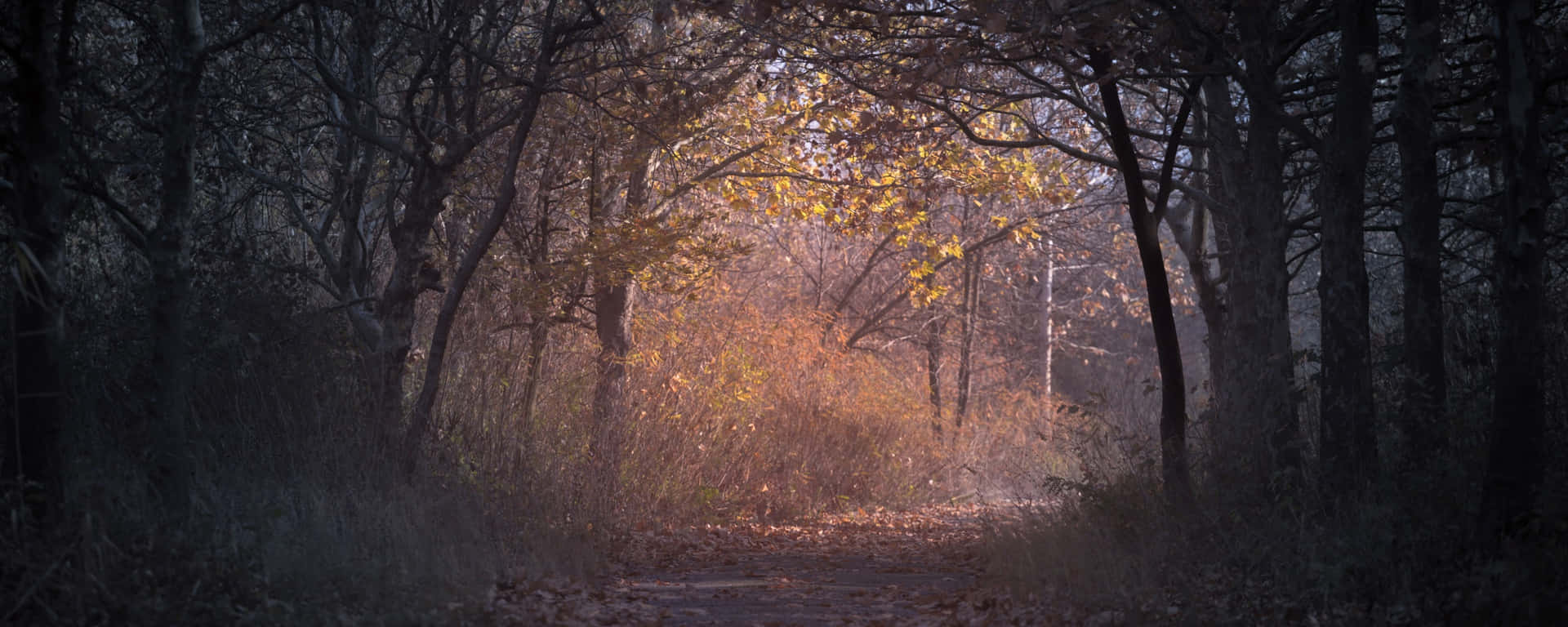 Mystical_ Autumn_ Forest_ Path.jpg Wallpaper