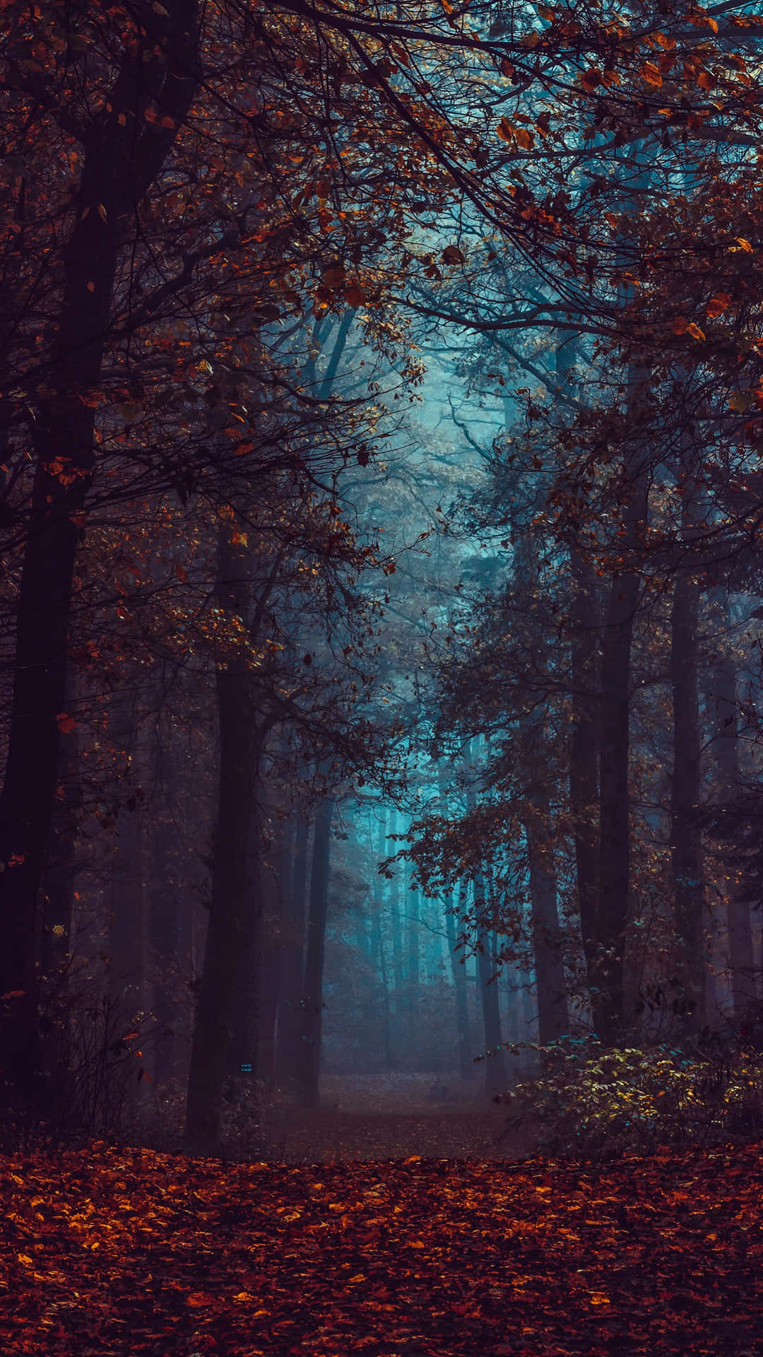Mystical Autumn Forest Path.jpg Wallpaper