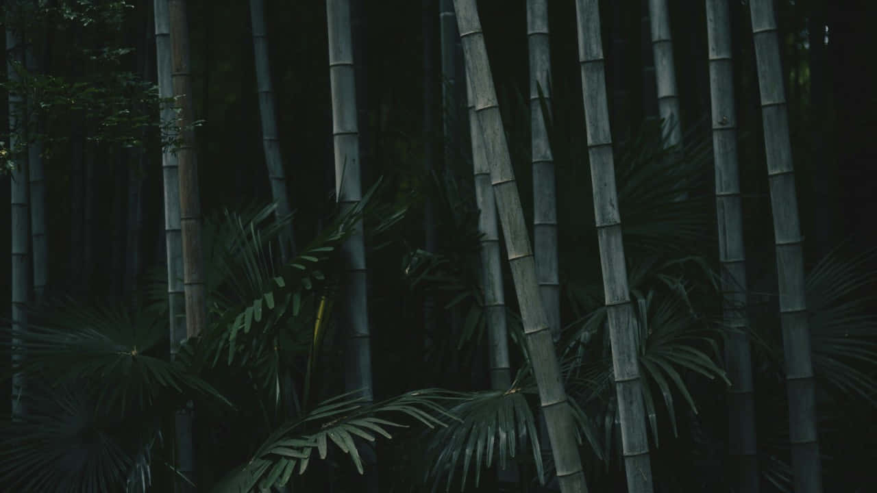 Mystical_ Bamboo_ Grove_ H D Wallpaper