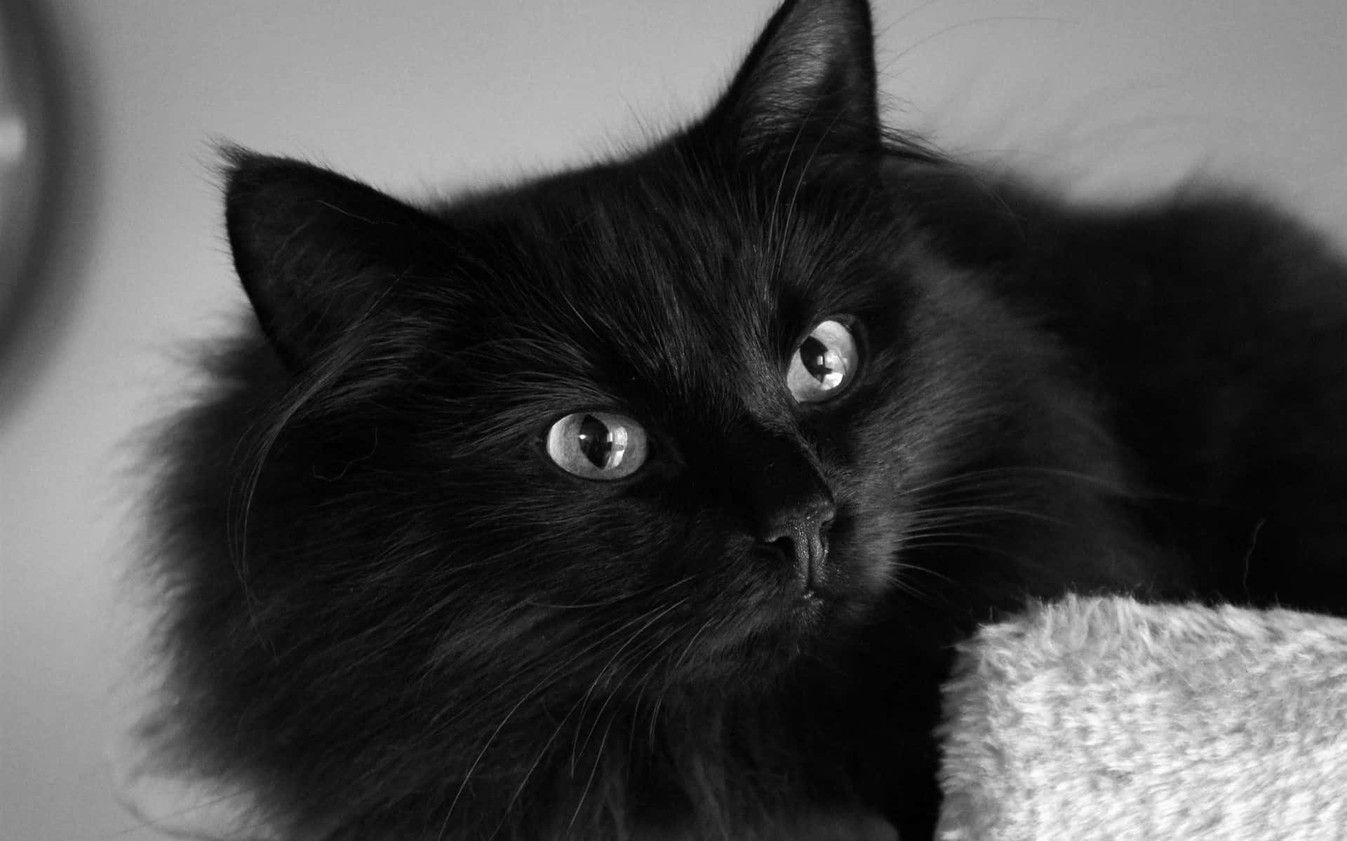 Mystical Black Cat Gaze Wallpaper