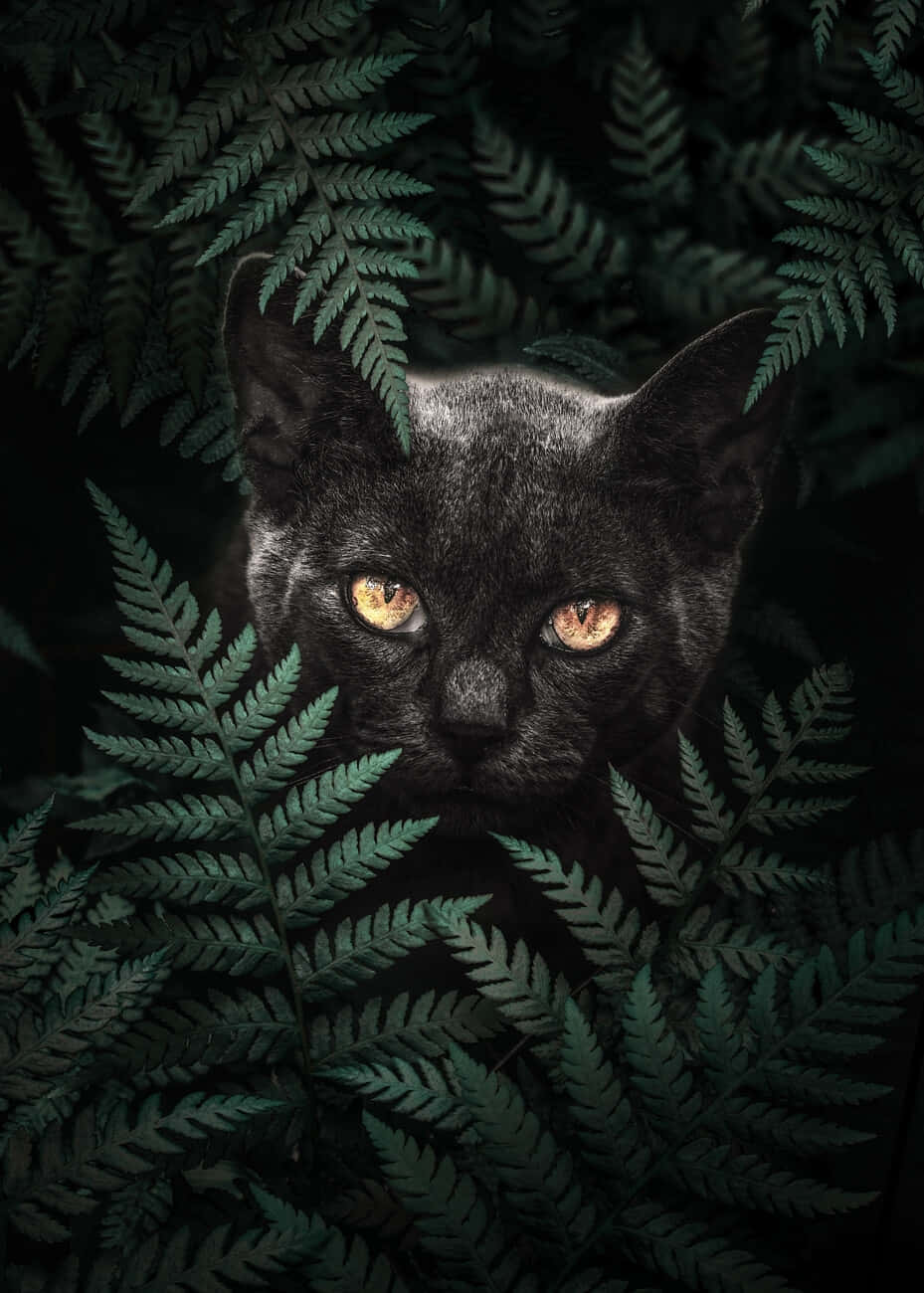 Mystical Black Catin Ferns Wallpaper