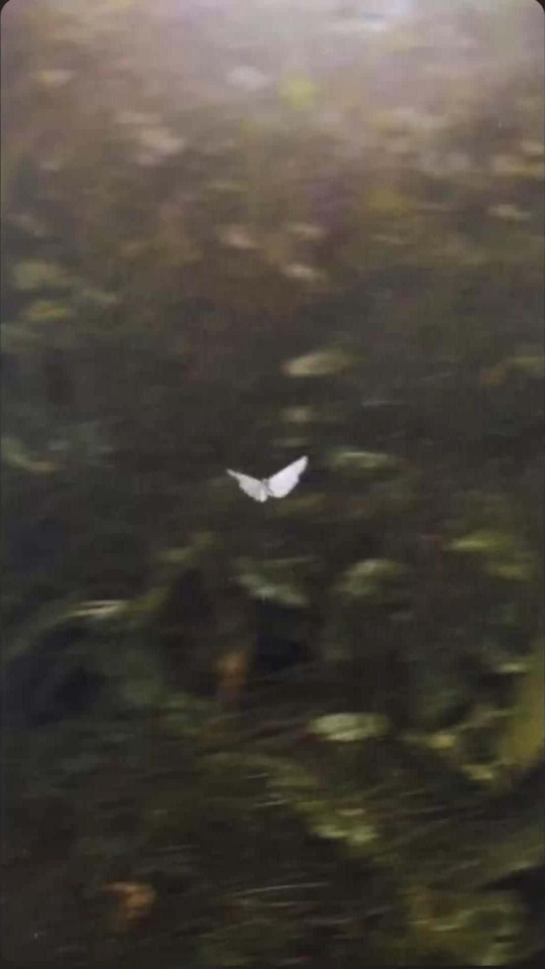 Mystical Butterfly In Dark Woods.jpg Wallpaper