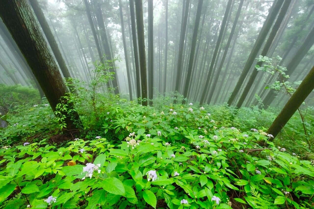 Mystical Foggy Forest Greenery Wallpaper