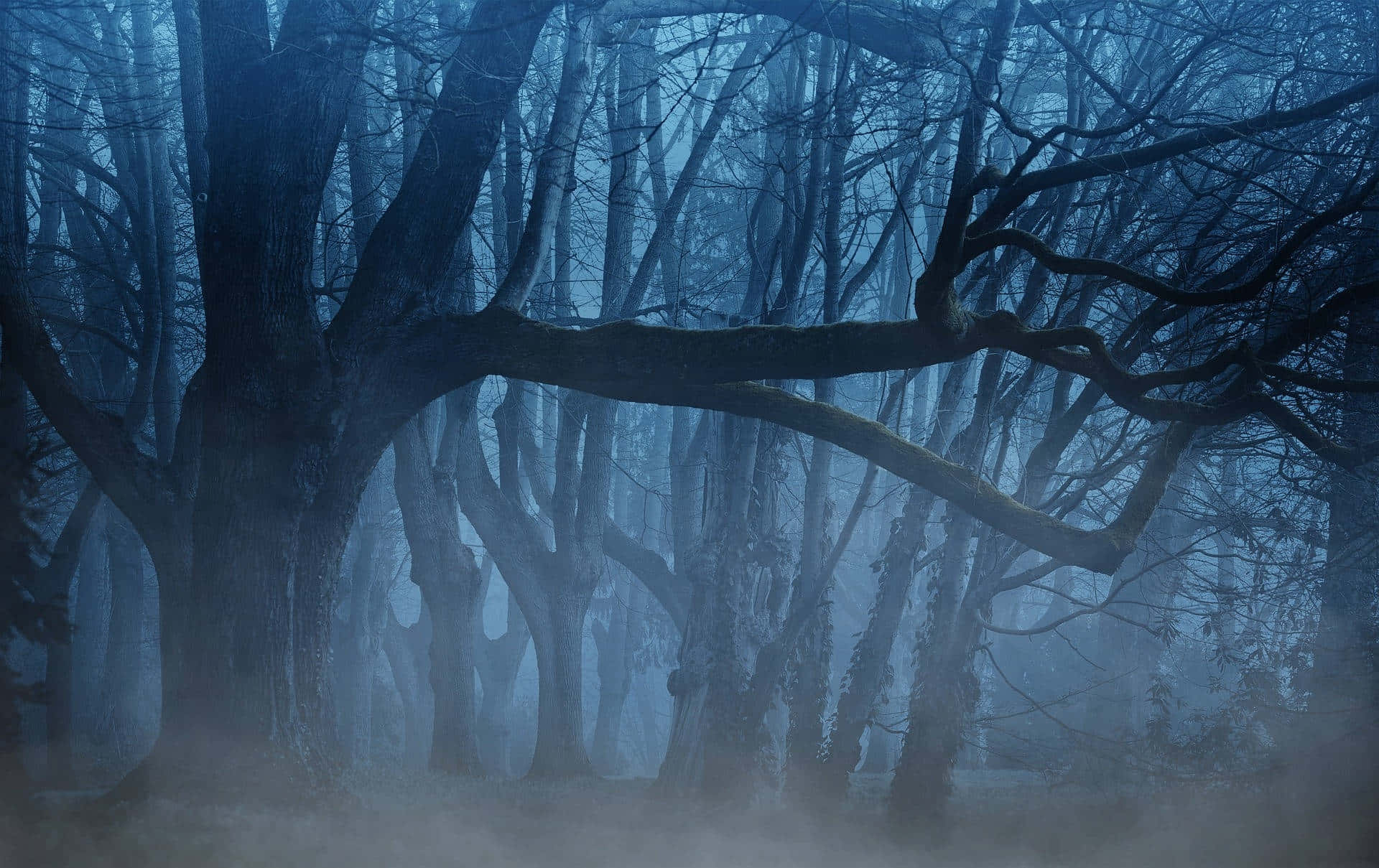Mystical Foggy Forest Night.jpg Wallpaper