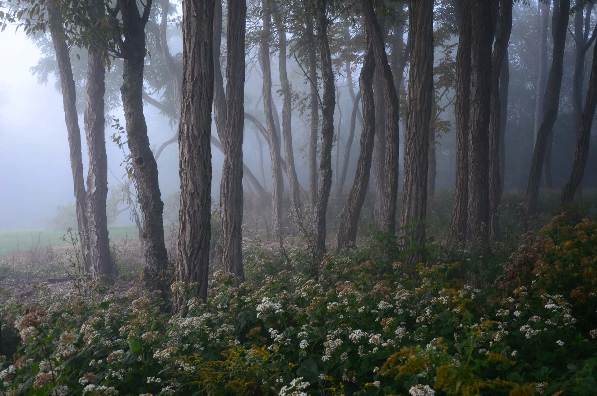 Mystical Foggy Forest Path Wallpaper