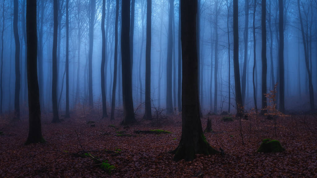 "A Mystical Forest, Full of Wonder and Mystery" Wallpaper