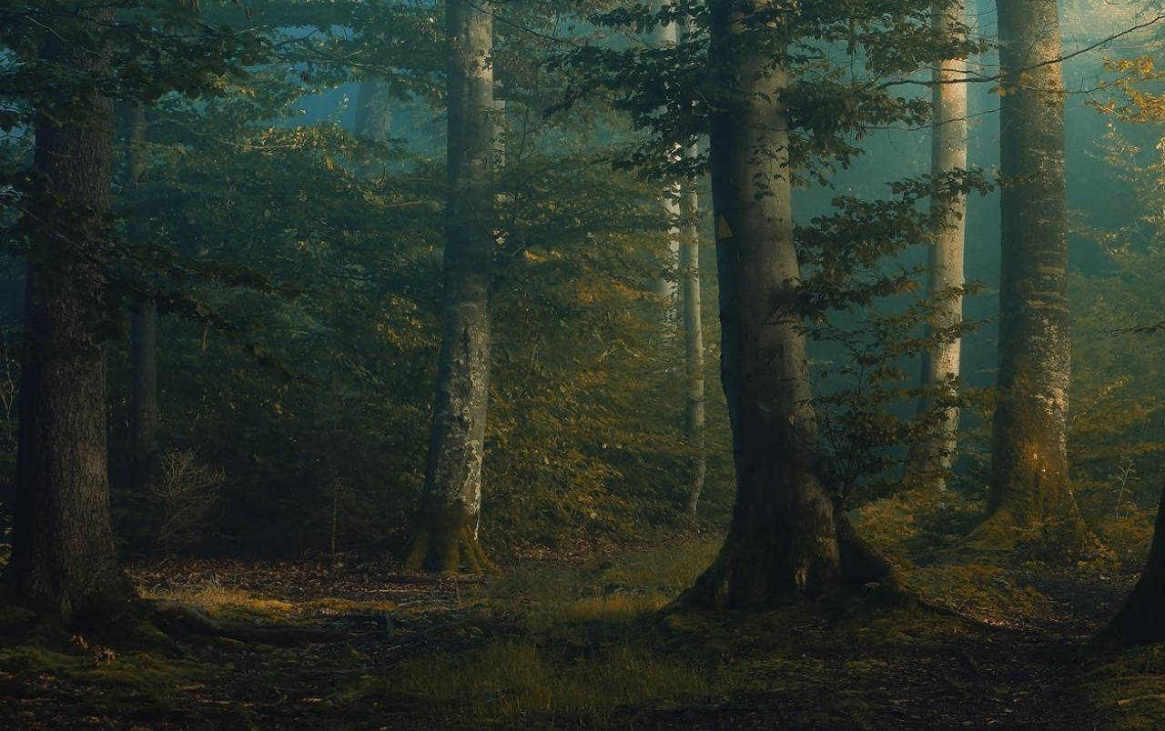 Erkundedie Schönheit Des Mystischen Waldes Wallpaper