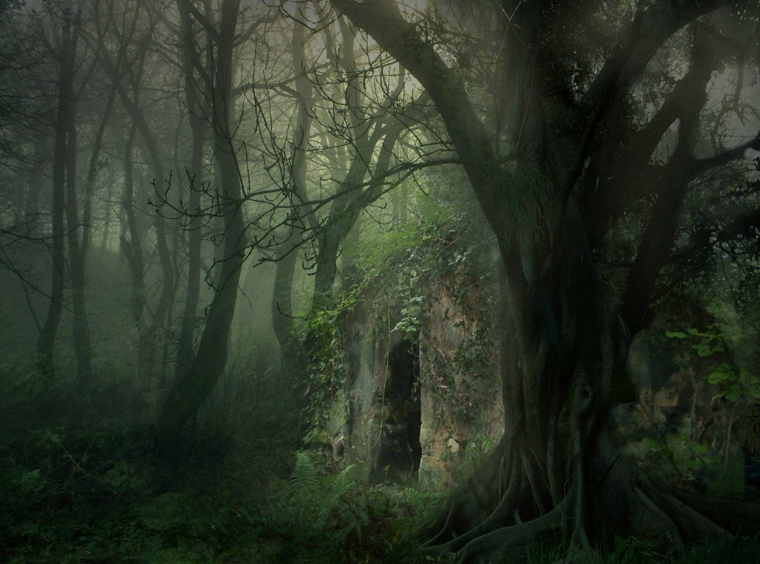En Mystisk Skov - en fredelig og beroligende omgivelse. Wallpaper