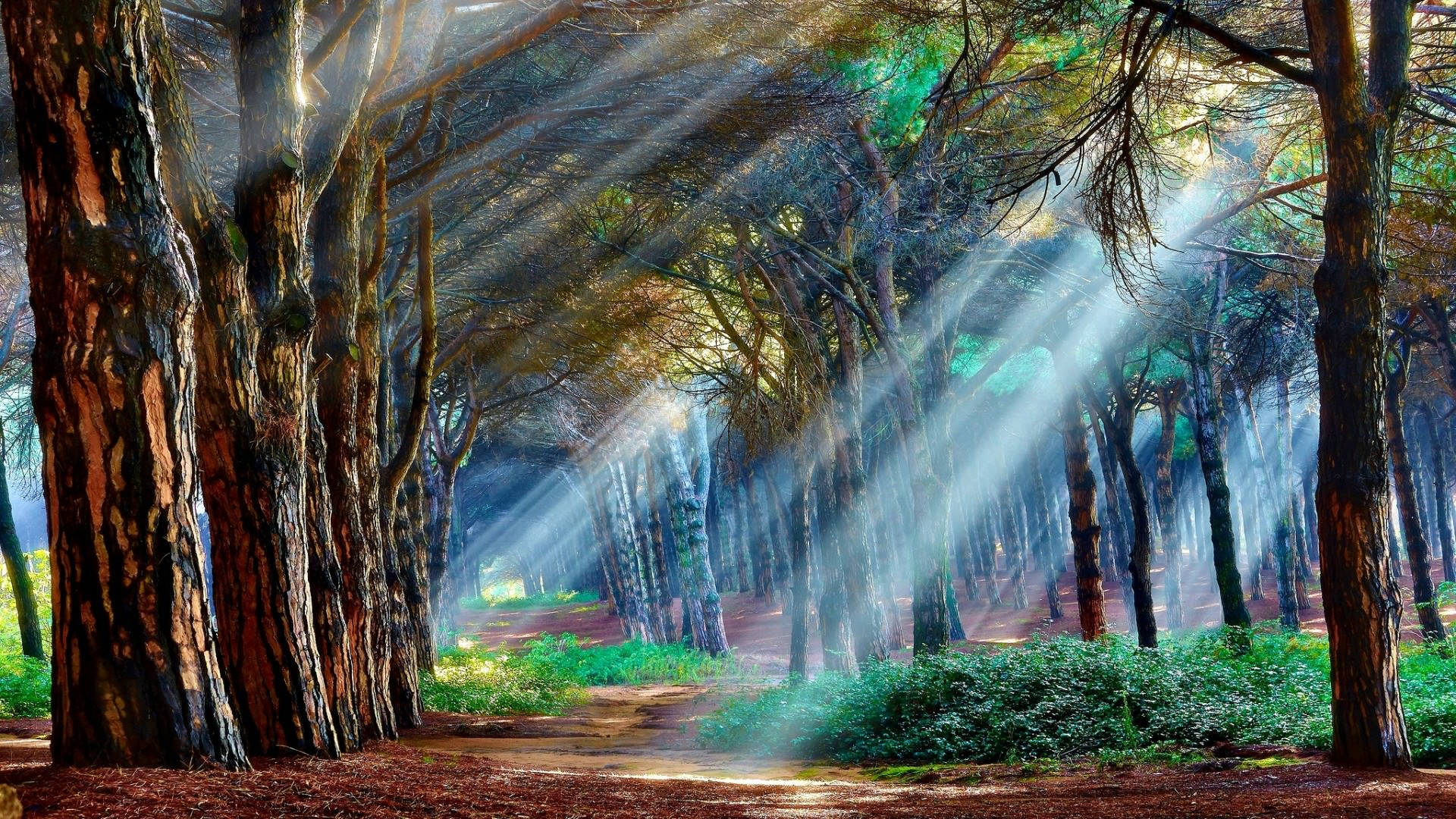 Einwald, Durch Den Das Sonnenlicht Zwischen Den Bäumen Scheint. Wallpaper
