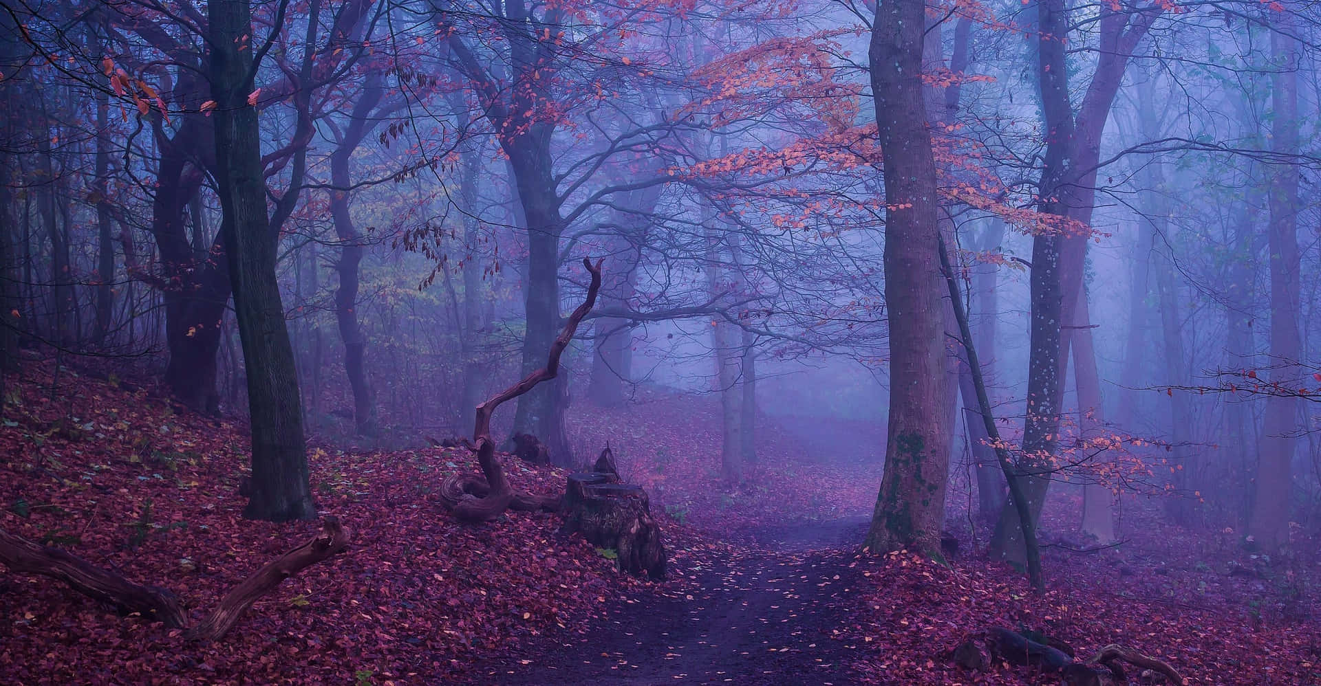 Mystical_ Forest_ Fog_ Fall_ Aesthetic.jpg Wallpaper