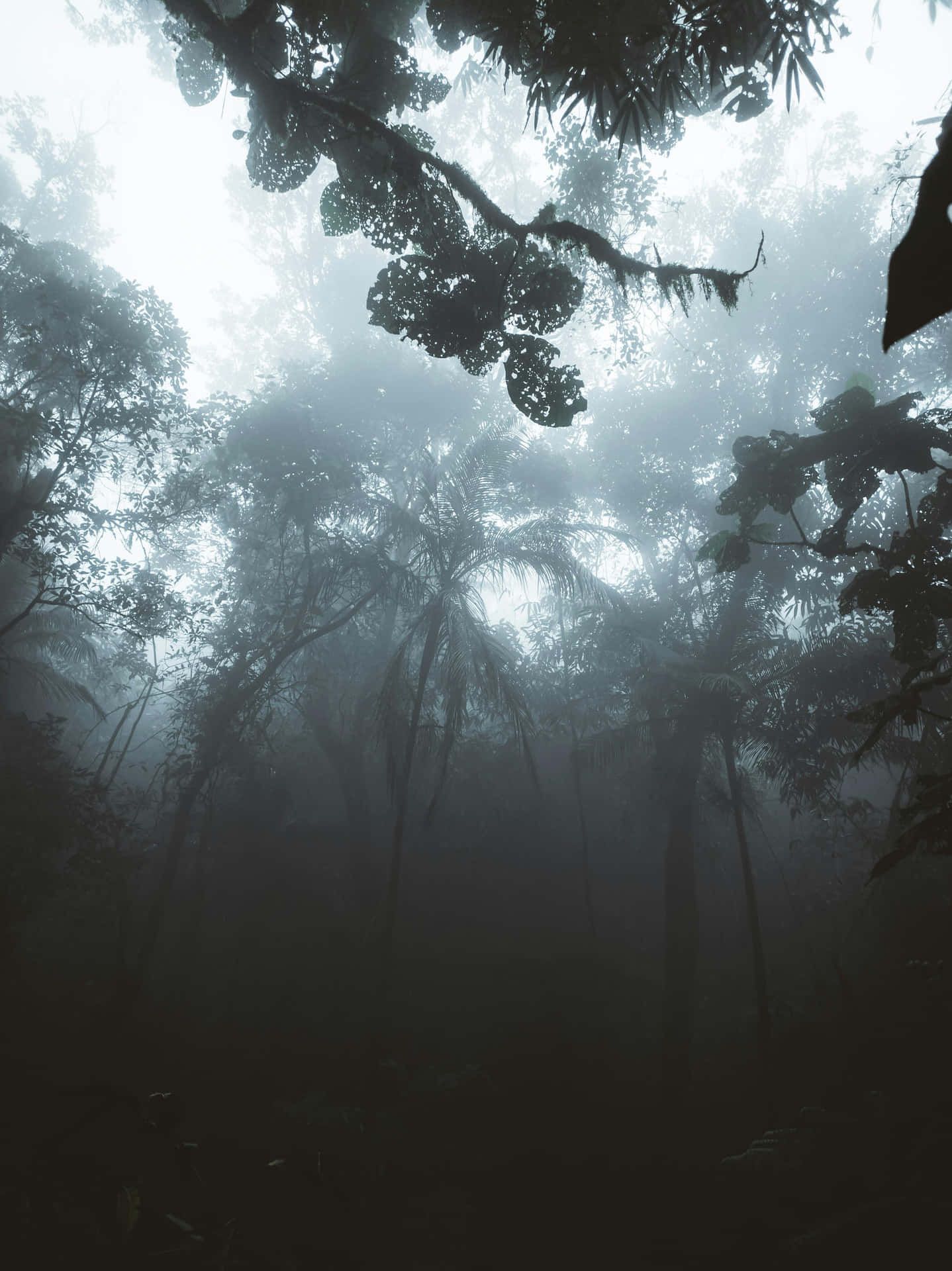 Mystical_ Forest_ Fog Wallpaper
