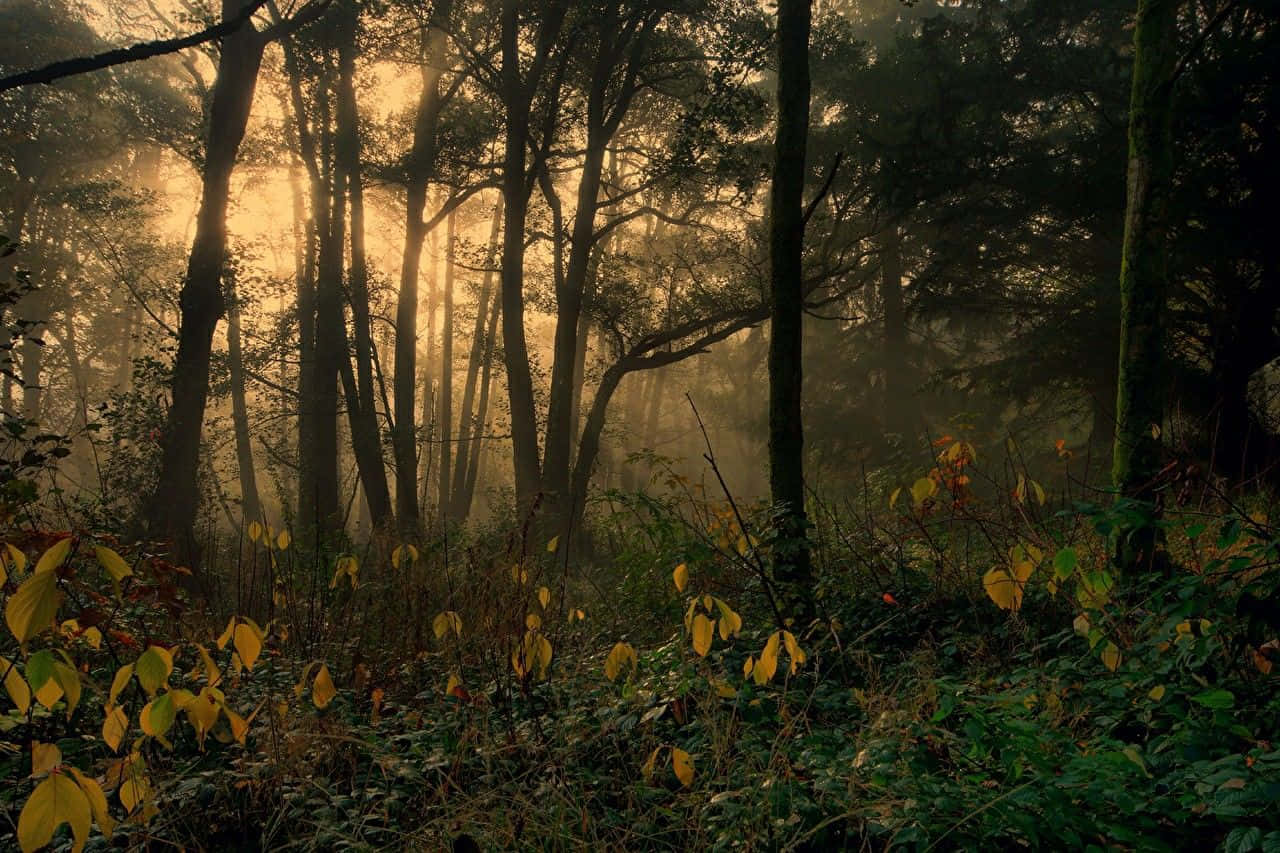 Mystical_ Forest_ Morning_ Glow Wallpaper