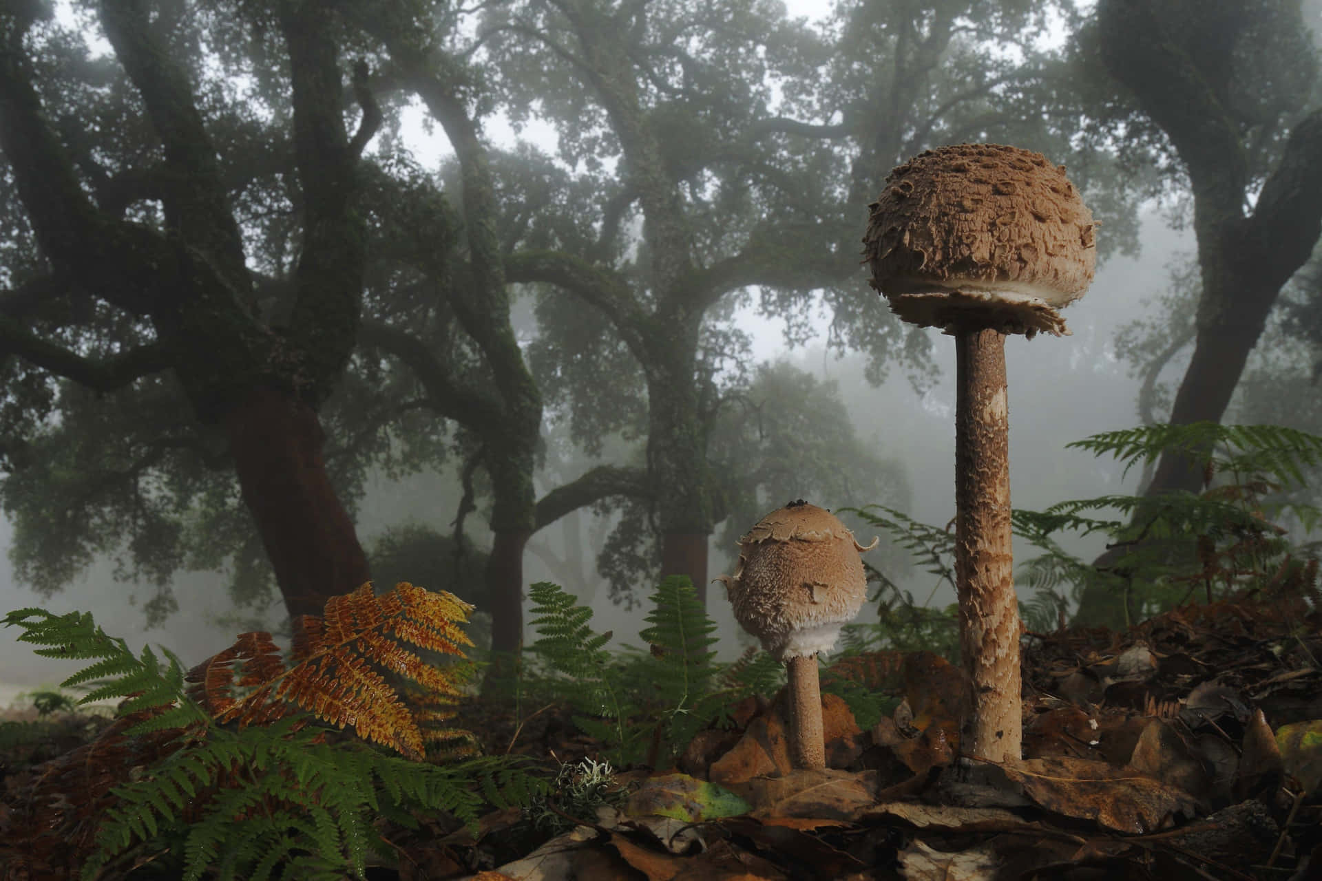 Mystical_ Forest_ Mushrooms_ Fog Wallpaper