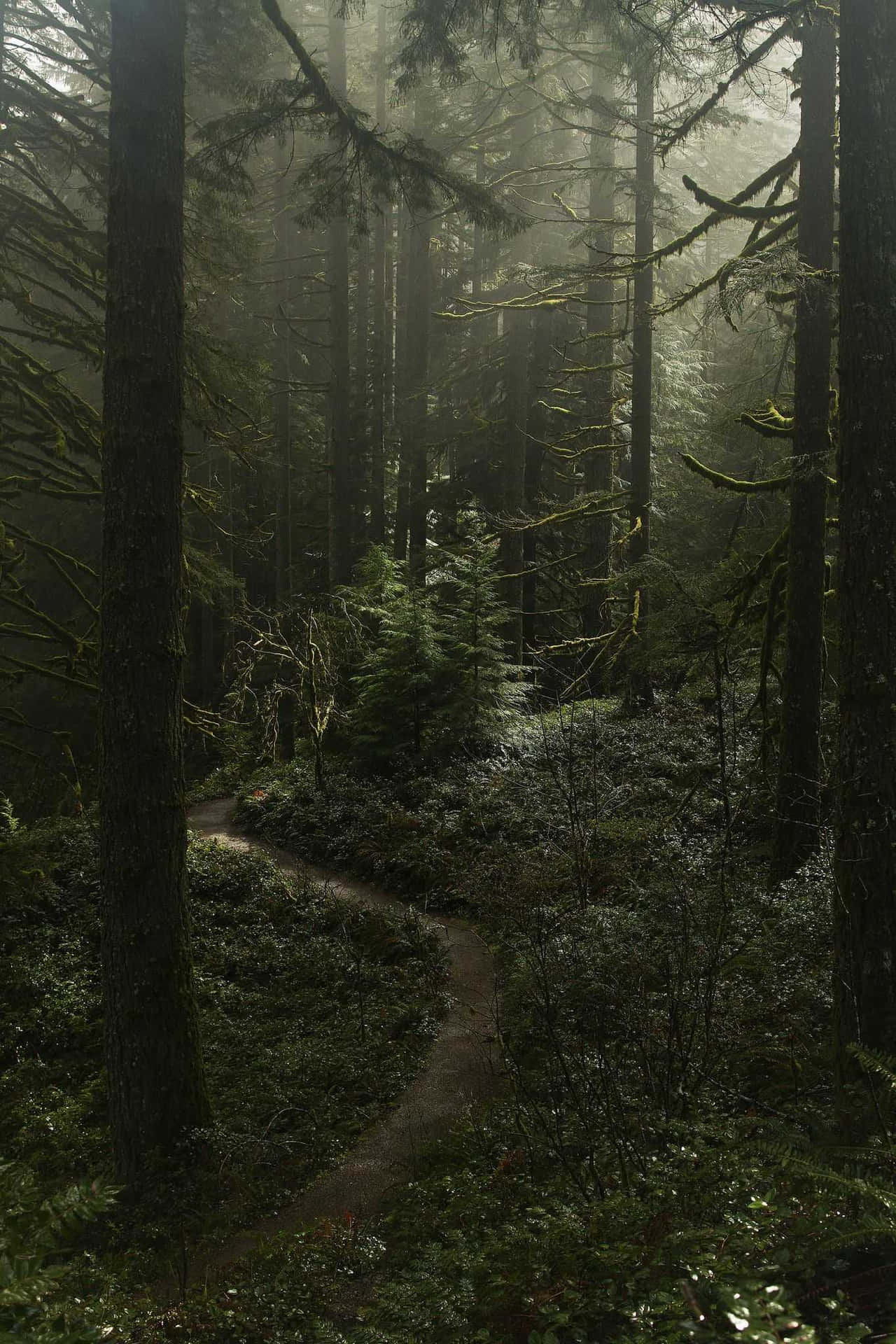 Mystical Forest Path Dark Cottagecore.jpg Wallpaper