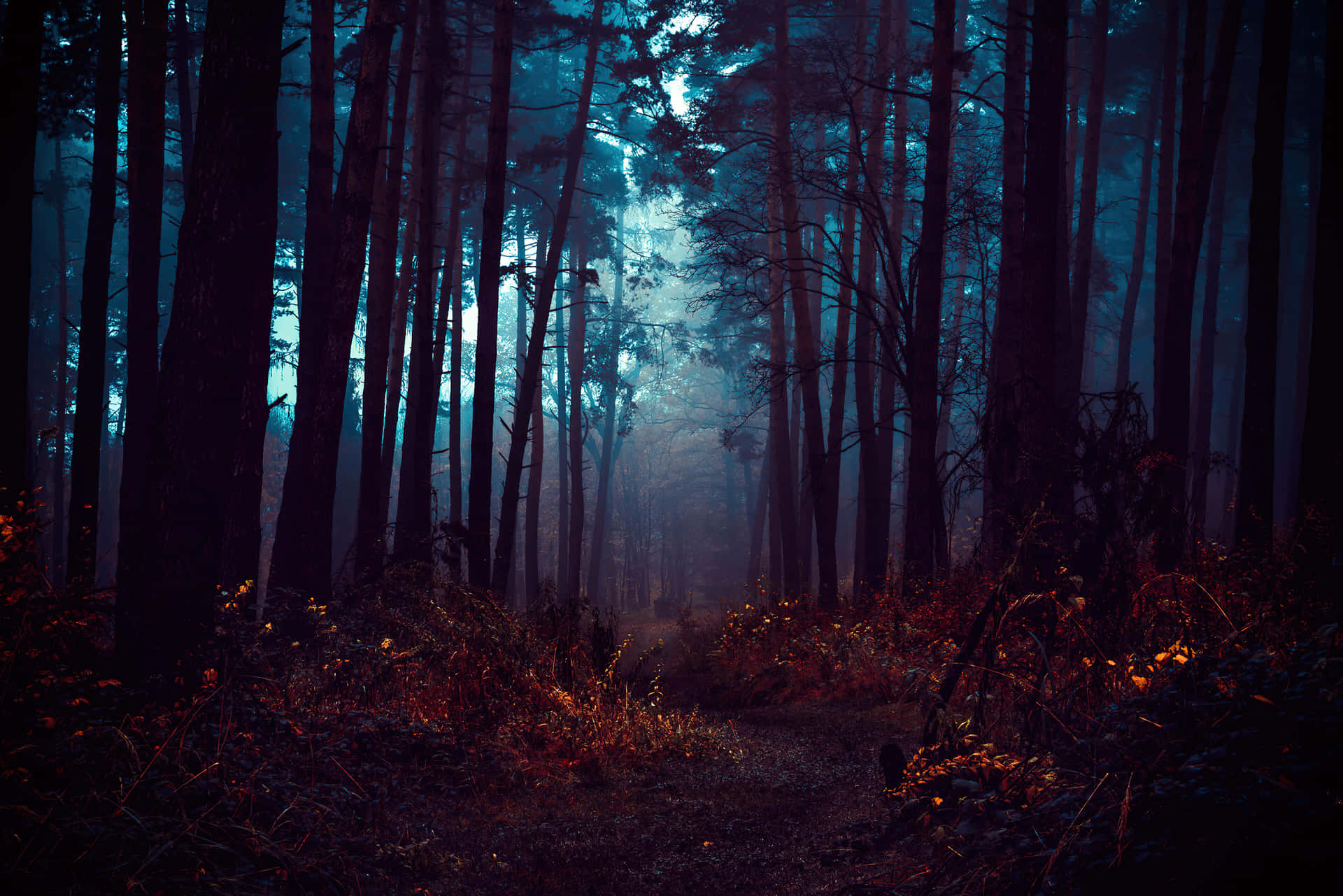 Mystical_ Forest_ Path_ Dark_ Fall_ Aesthetic.jpg Wallpaper