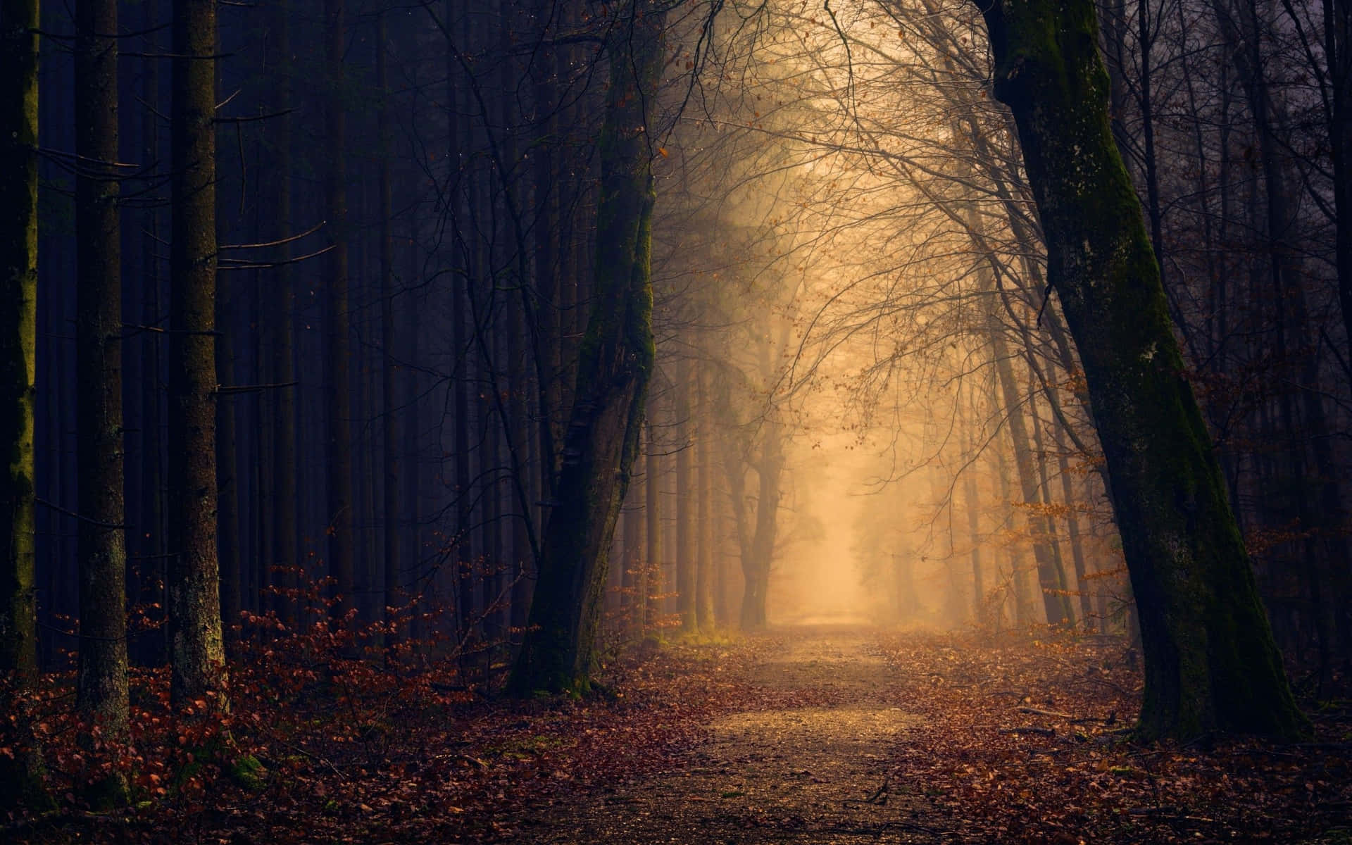 Mystical Forest Path Fall Fog Wallpaper