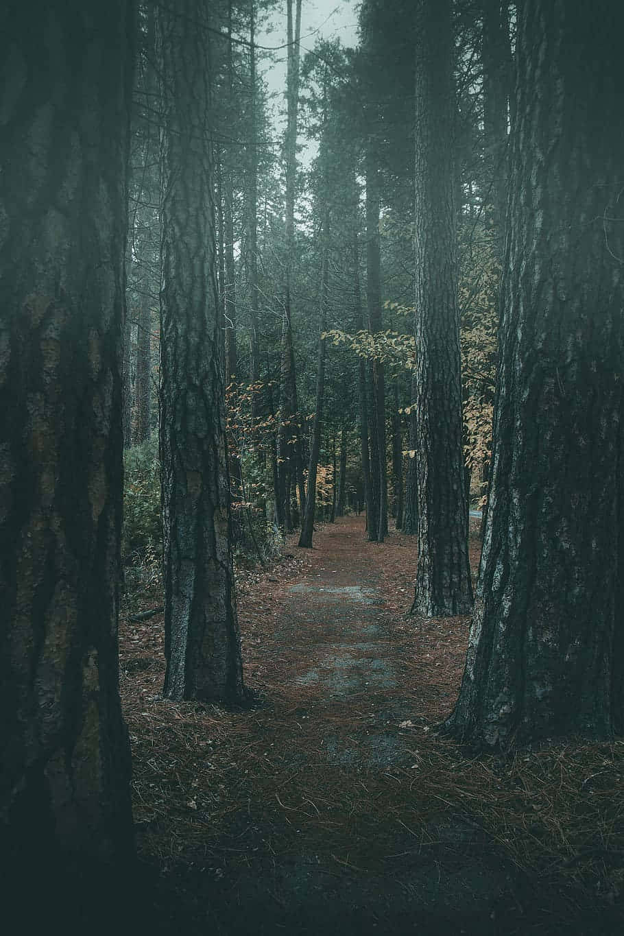 Mystical Forest Path.jpg Wallpaper