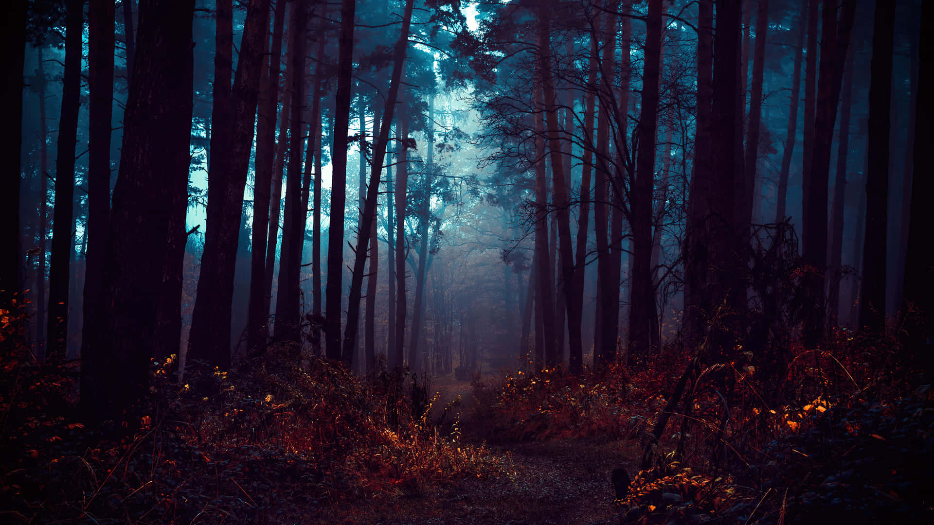 Mystical Forest Path Night Wallpaper
