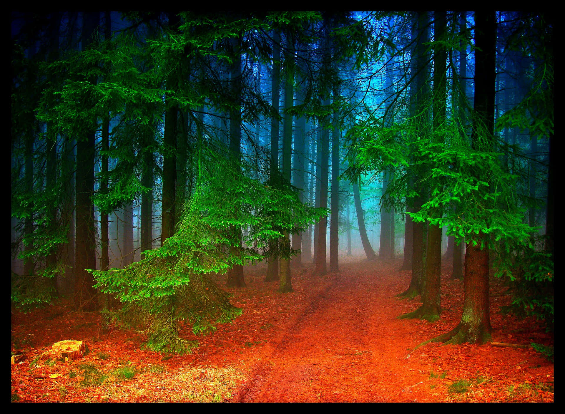 Mystical Forest Path Wallpaper