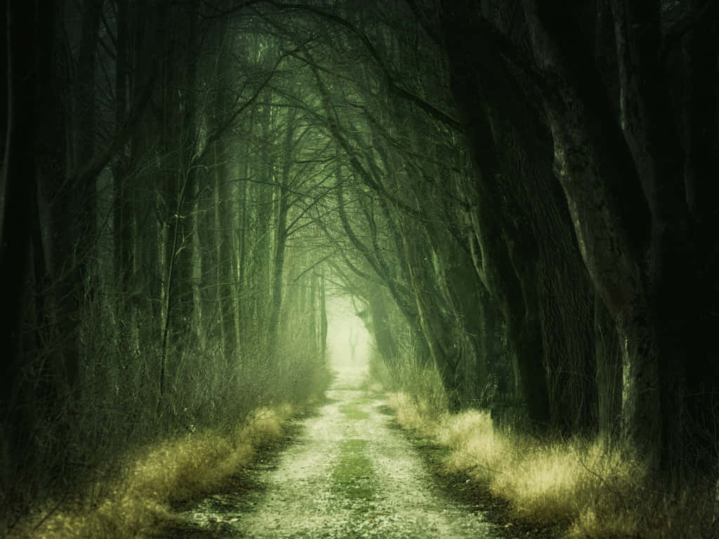Mystical Forest Pathway Wallpaper