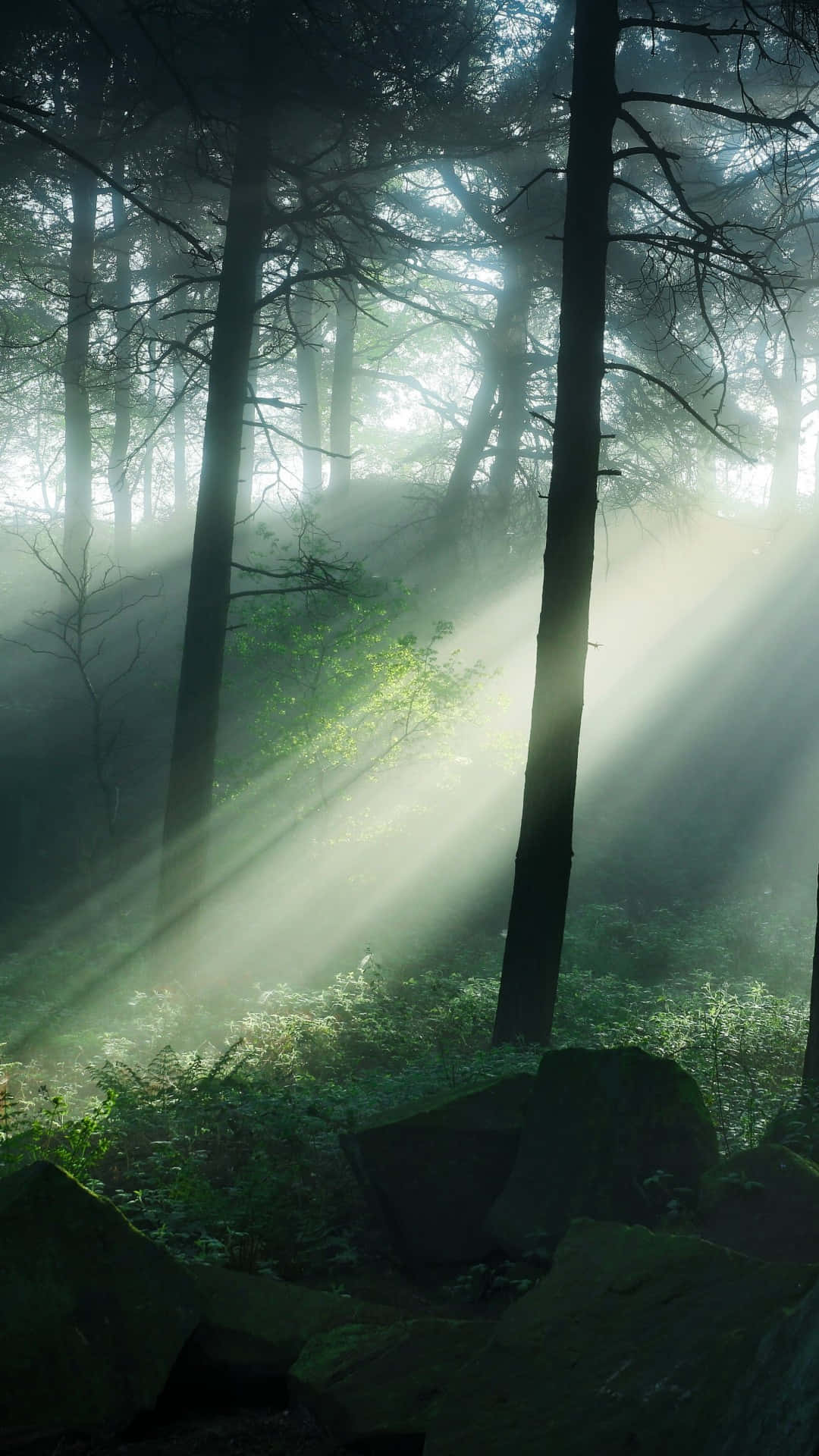 Mystical Forest Sunbeams.jpg Wallpaper