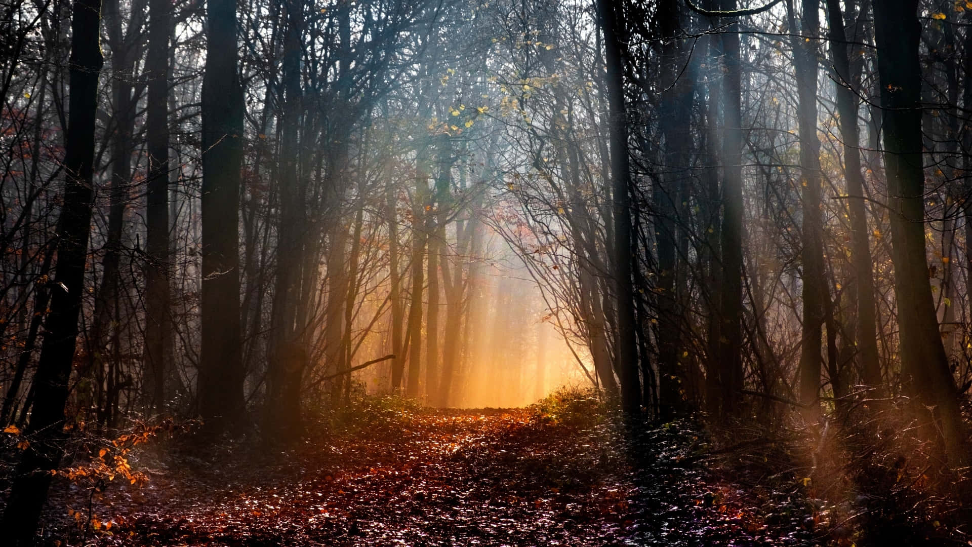 Mystical Forest Sunrise Wallpaper