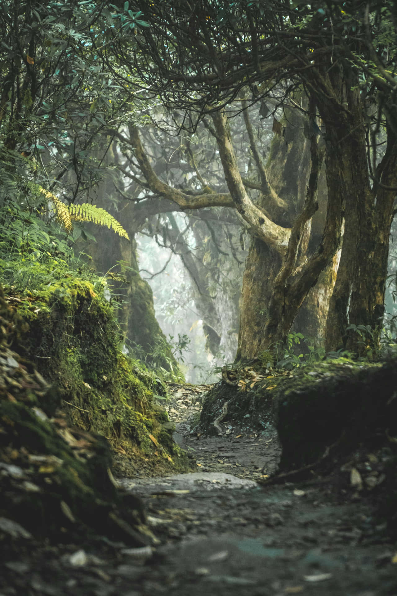 Mystical_ Jungle_ Pathway.jpg Wallpaper