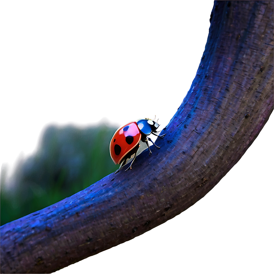 Mystical Ladybug In Moonlight Png Ntq26 PNG