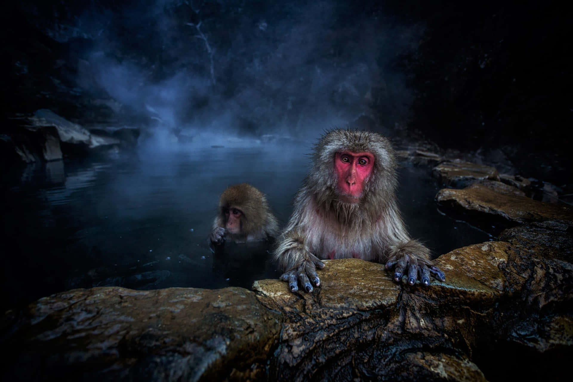 Mystical_ Macaques_ Hot_ Spring Wallpaper