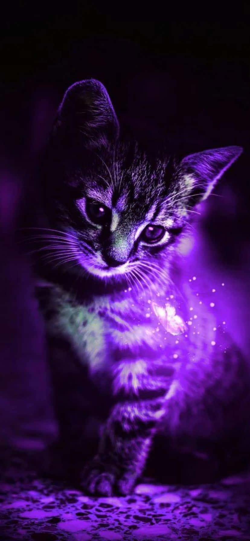 Mystical Purple Kitten Wallpaper