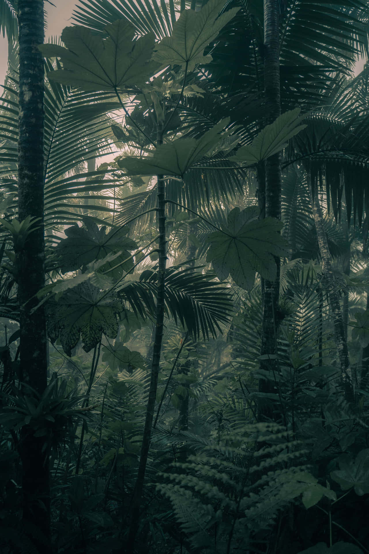 Mystieke Tropische Bos Puerto Rico Achtergrond