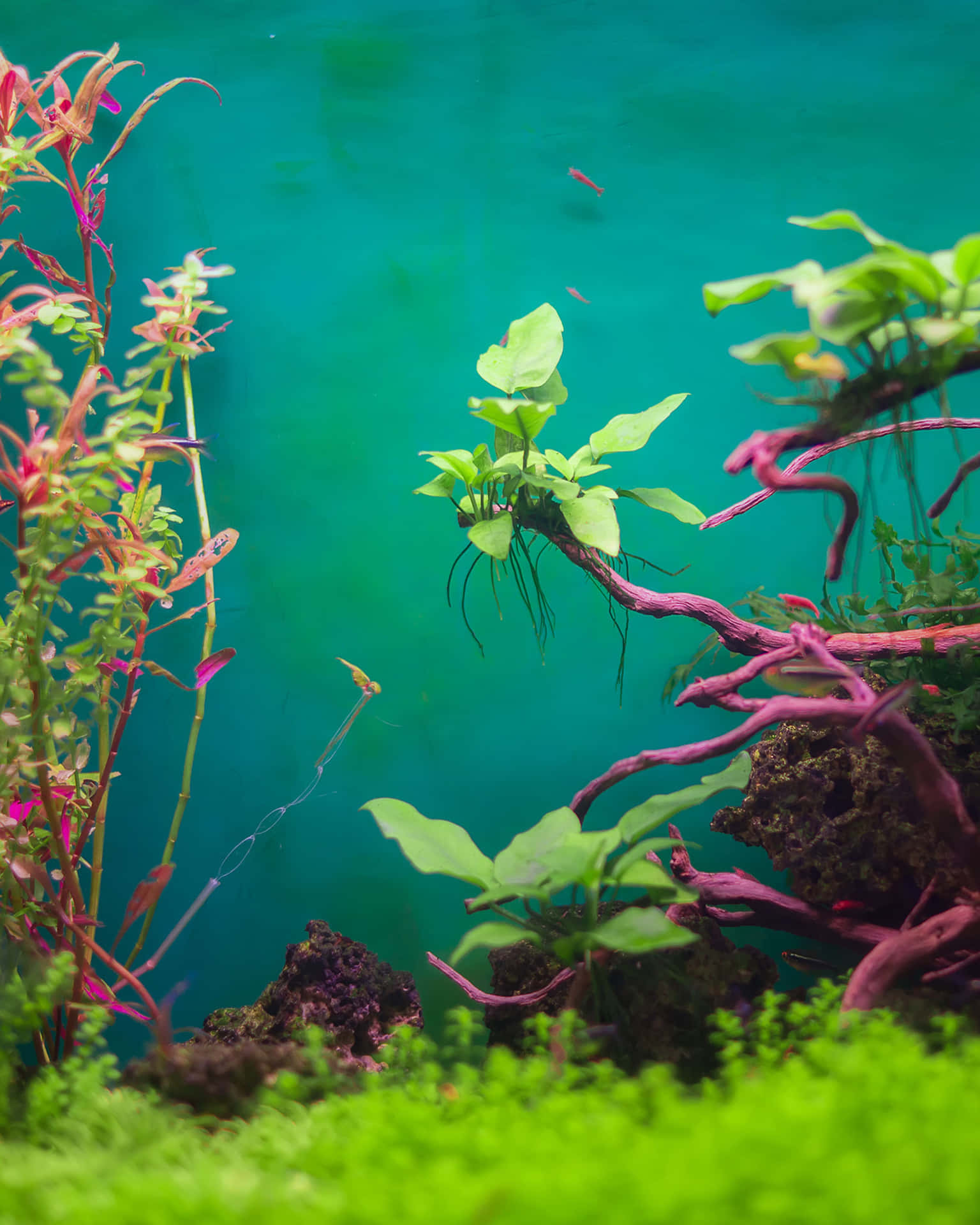 Beautiful aquarium on table against color background :: Stock Photography  Agency :: Pixel-Shot Studio