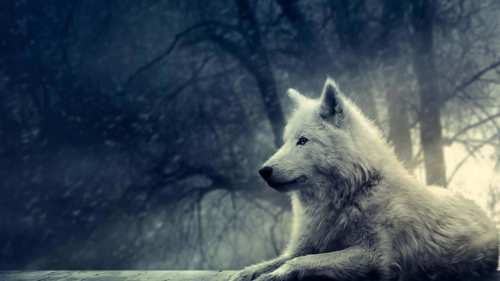 Mystical Wolf Observing Wallpaper