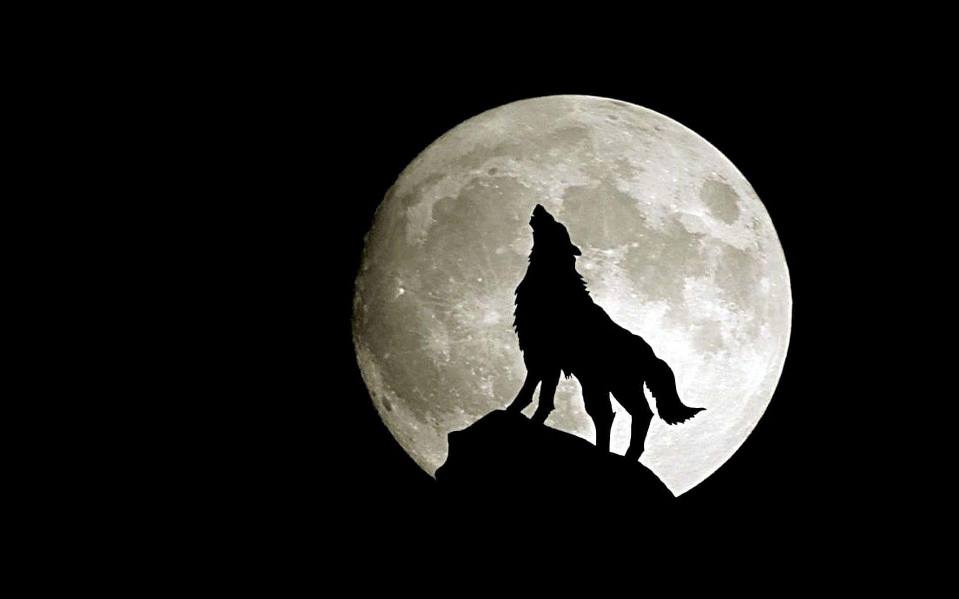 "Follow the Mystical Wolf and experience the wonders of the forest." Wallpaper