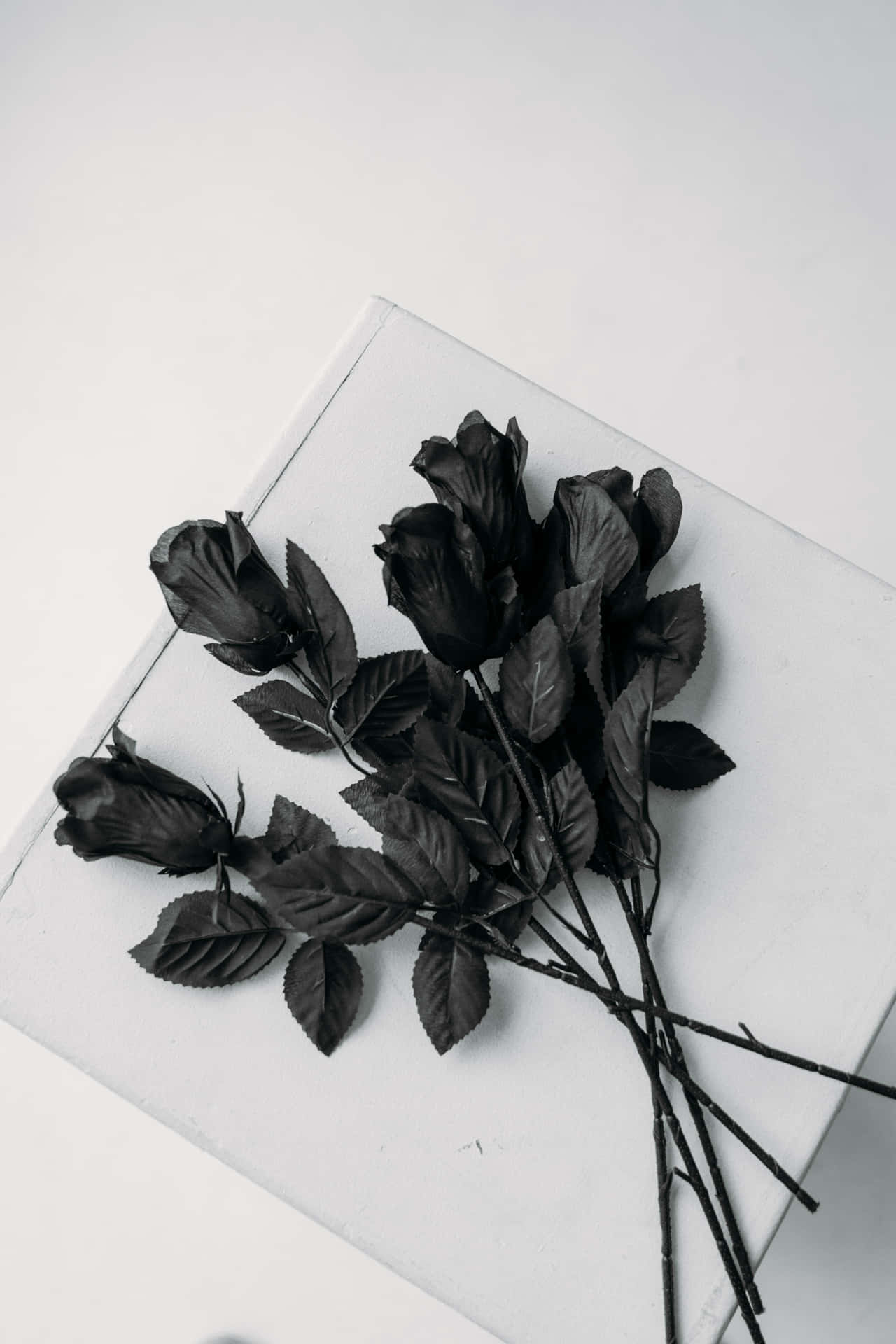 Mystically Enchanting Black Rose